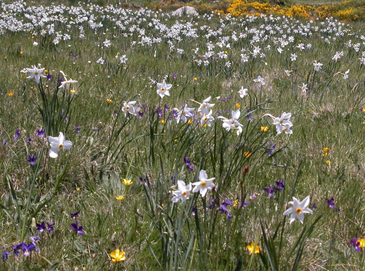 Narcissus, Pheasant's eye plant